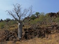 Boab Tree Sits On A Rocky Hillside