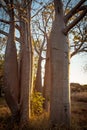 Boab Grove, Kimberley, Australia