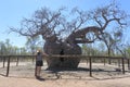 Boab Prison Tree in Derby Kimberley Western Australia