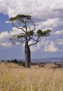 Boab tree Royalty Free Stock Photo