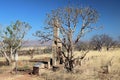 Boab Tree Adansonia gregorii on Telegraph Hill Outback Western Australia Royalty Free Stock Photo