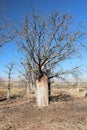 Boab Tree Adansonia gregorii on Telegraph Hill Outback Western Australia Royalty Free Stock Photo