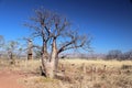 Boab Tree Adansonia gregorii on Telegraph Hill Outback Western Australia Royalty Free Stock Photo