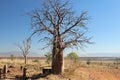 Boab Tree Adansonia gregorii on Telegraph Hill Outback Western Australia Royalty Free Stock Photo