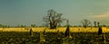 Boab tree at the Kimberley western Australia