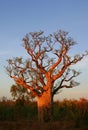 Boab tree, Kimberly, Australia Royalty Free Stock Photo