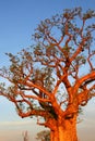 Boab tree, Kimberly, Australia Royalty Free Stock Photo