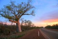 Boab tree, Kimberly, Australia Royalty Free Stock Photo