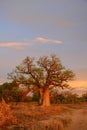 Boab tree, Kimberly, Australia Royalty Free Stock Photo