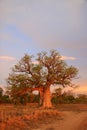 Boab tree, Kimberly, Australia Royalty Free Stock Photo