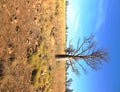 Boab Tree in Outback against Blue Sky Royalty Free Stock Photo