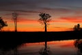 Boab tree silhouette at sunset reflected in a still water lagoon Royalty Free Stock Photo