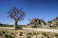 Boab Tree spinifex grass rocks