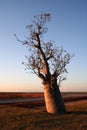 Boab Tree at Sunset Royalty Free Stock Photo