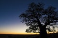 Boab tree sunset Royalty Free Stock Photo