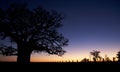 Boab tree sunset Royalty Free Stock Photo