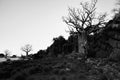 Boab Trees in black and white Royalty Free Stock Photo