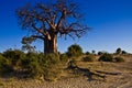 Boabab Tree Royalty Free Stock Photo