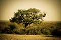 Boabab tree in africa Royalty Free Stock Photo