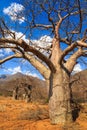 Boabab tree in African landscape Royalty Free Stock Photo