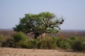 Boabab tree in african sun Royalty Free Stock Photo