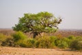 Boabab tree in the african sun Royalty Free Stock Photo