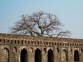 Baobab Tree or Khorasani Tamarind in Mandu