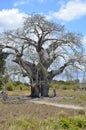 Boabab Tree Royalty Free Stock Photo