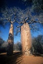 Boababs in Madagascar,Madagascar