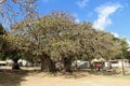 Boabob Tree, Bridgetown Barbados