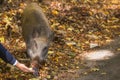 Boar in the autumn forest. A man feeds a tame boar an Apple. Autumn