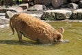 boar bathing in the pool Royalty Free Stock Photo