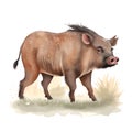 Boar in cartoon style. Cute Little Cartoon Boar (wild pig) isolated on white background. Watercolor drawing, Royalty Free Stock Photo