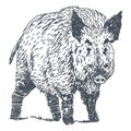 Boar drawing