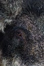Boar eye close up. Wild predator animal in the zoo cage. Royalty Free Stock Photo
