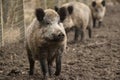 Boar feral pigs family in organic respectful petting farm