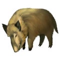 Boar. Royalty Free Stock Photo