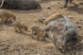 Boar with piglets