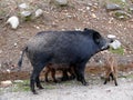 Boar in Quebec. Canada, north America. Royalty Free Stock Photo