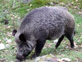 Boar in Quebec. Canada, north America. Royalty Free Stock Photo