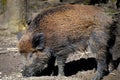 Boar Royalty Free Stock Photo