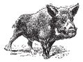 Boar or wild pig, vintage engraving Royalty Free Stock Photo