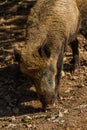 Boar in Wildpark Neuhaus Royalty Free Stock Photo