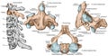 BOARD Cervical spine, second cervical vertebra