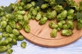 Board and fresh green hops on pale blue wooden table, closeup Royalty Free Stock Photo