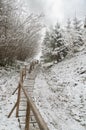 Wooden walkway through a winter snowy forest Royalty Free Stock Photo
