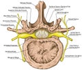 BOARD Lumbar spine, Nerve root