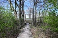 Board Path in Park