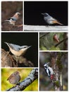 Board of six different species of french birds