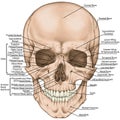 BOARD Skull, anterior view